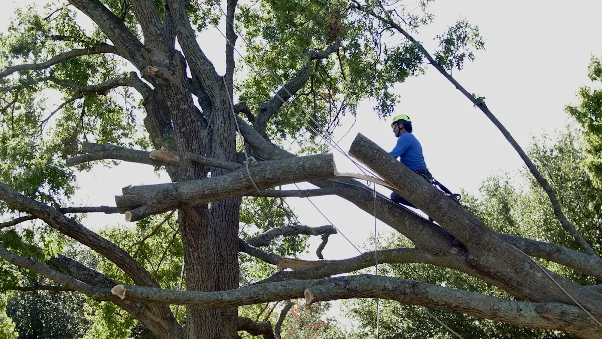 Professional Crown Thinning performed by certified arborists in New Middletown