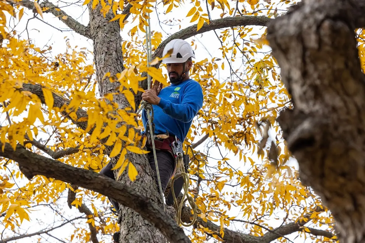 Skilled Tree Planting crew working in New Middletown