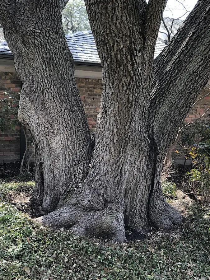 Mature heritage tree close to a New Middletown property cared for by certified arborists
